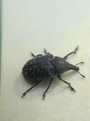 Larinus turbinatus