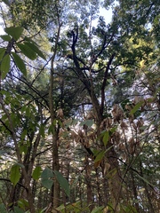 Cryphonectria parasitica