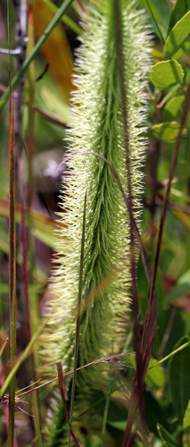 Image of Lycopodiella prostrata by (c) Lauren McLaurin, some rights reserved (CC BY)