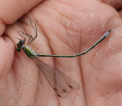 Lestes virens vestalis