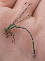 Lestes virens vestalis