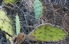 Opuntia
