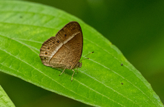 Mycalesis janardana