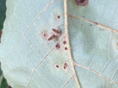 Caryomyia albipilosa