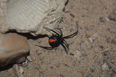 Latrodectus cinctus