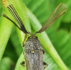 Callirhipidae