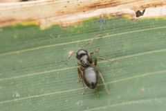Camponotus itoi