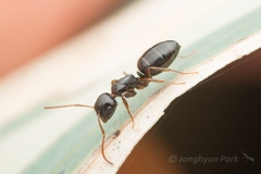 Camponotus itoi