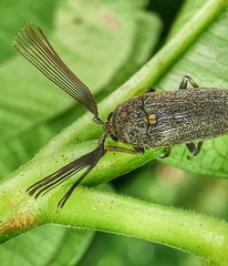 Callirhipidae