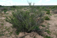 Muraltia scoparia