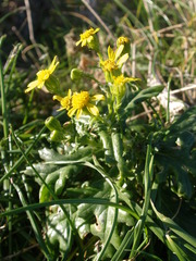 Senecio leucanthemifolius