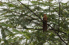 Macropygia tenuirostris