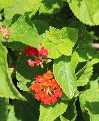 Lantana urticoides