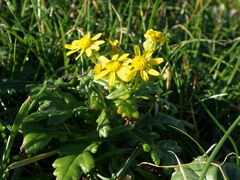 Senecio leucanthemifolius