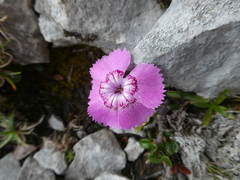 Dianthus alpinus