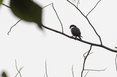 Microhierax erythrogenys