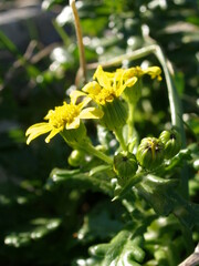 Senecio leucanthemifolius