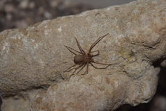 Loxosceles rufescens