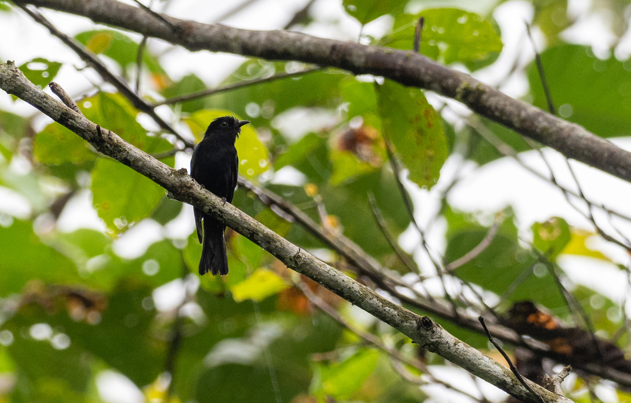 Philippine Drongo-Cuckoo (Surniculus velutinus), photo 3