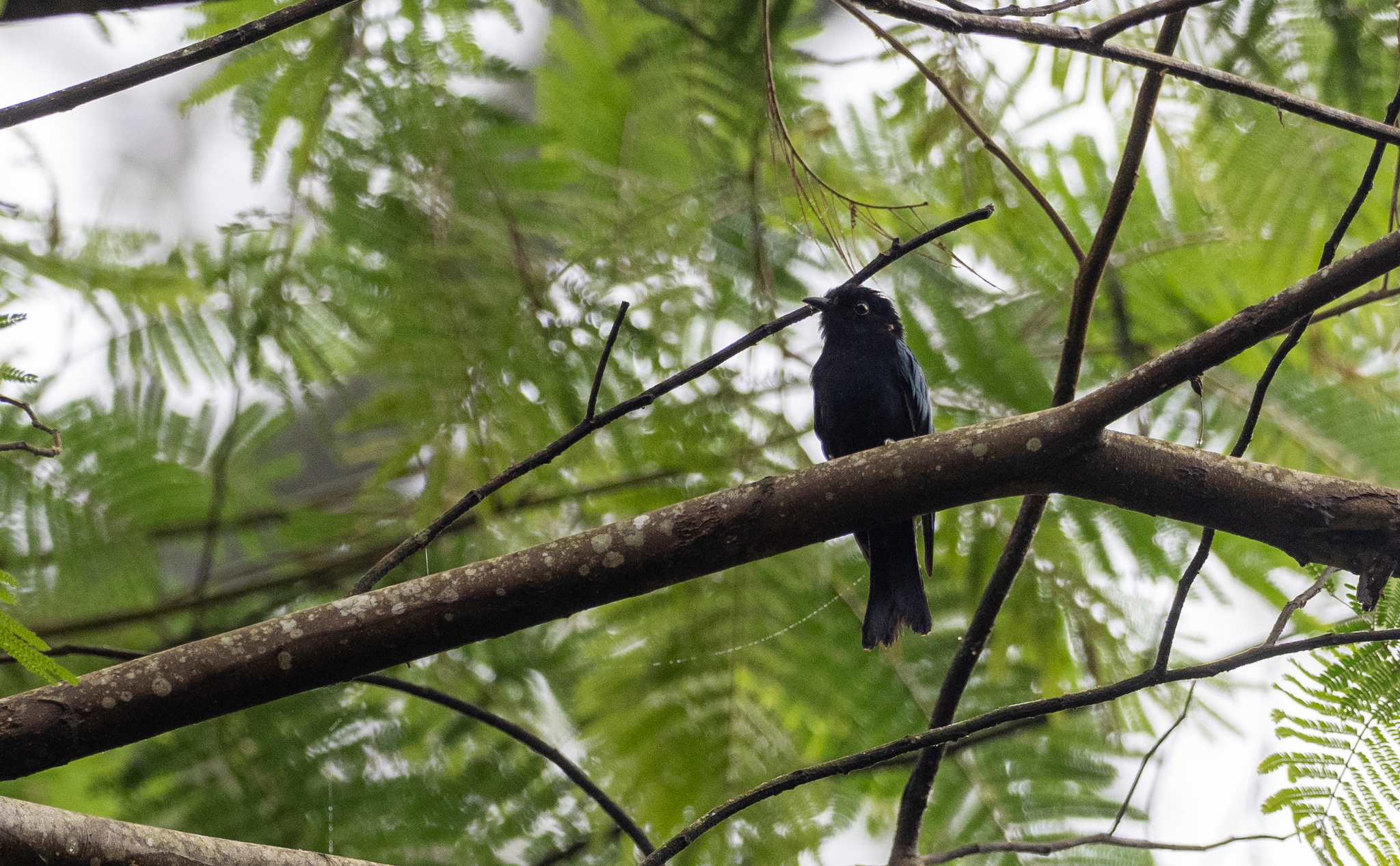 Philippine Drongo-Cuckoo (Surniculus velutinus), photo 4
