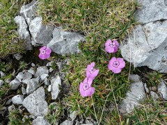 Dianthus alpinus