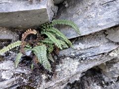 Asplenium viride
