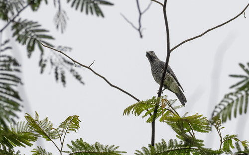 Mindanao Cuckooshrike (Coracina kochii), photo 2