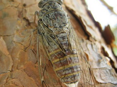 Cicada cretensis