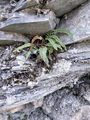 Asplenium viride