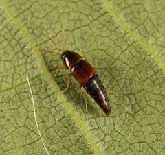 Tachyporus nitidulus