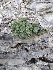 Saxifraga paniculata