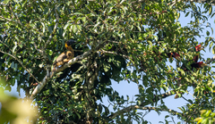 Buceros hydrocorax mindanensis