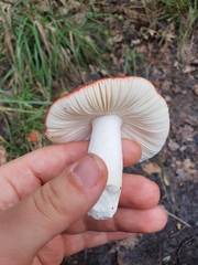 Russula emetica