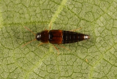 Tachyporus nitidulus