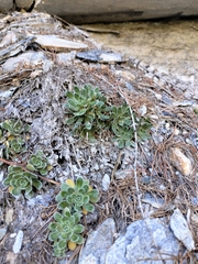 Saxifraga paniculata