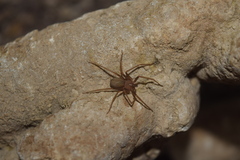 Loxosceles rufescens