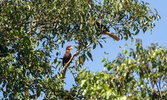 Buceros hydrocorax mindanensis