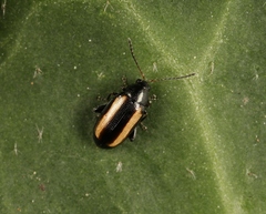 Phyllotreta vittata