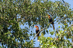 Buceros hydrocorax mindanensis