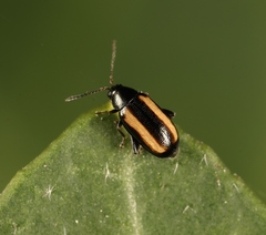 Phyllotreta vittata