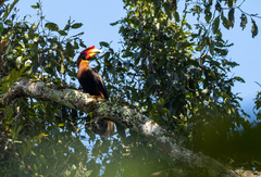 Buceros hydrocorax mindanensis