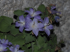 Campanula isophylla