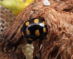 Coccinula quatuordecimpustulata