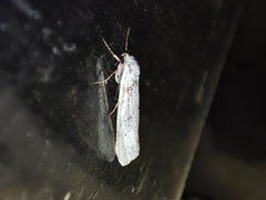 Coscinia chrysocephala