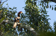 Buceros hydrocorax mindanensis