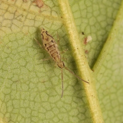 Entomobrya intermedia