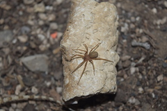 Loxosceles rufescens