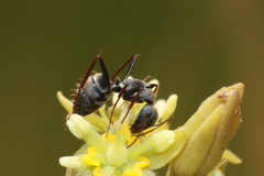 Camponotus cinctellus