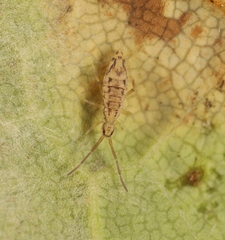 Entomobrya intermedia