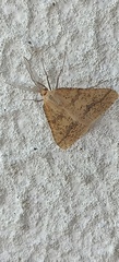 Aspitates ochrearia
